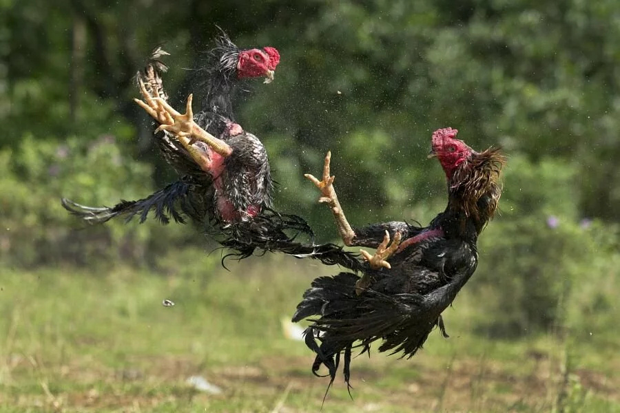 Chicken Fighting