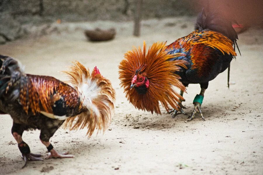 Chicken fighting